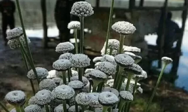 Warga Indonesia Wajib Tahu! Ini 6 Fakta tentang Edelweiss Rawa yang Rusak karena Event Trail Ranca Upas