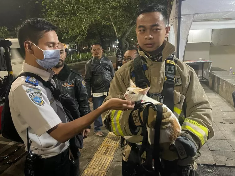 Petugas Diskar evakuasi kucing