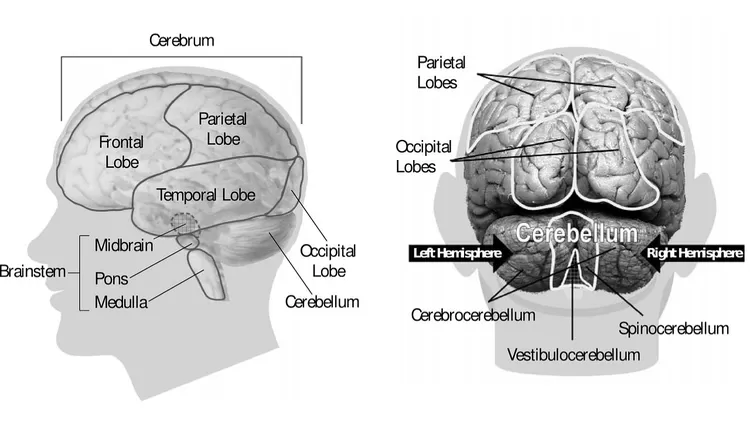 Anatomi Otak Manusia