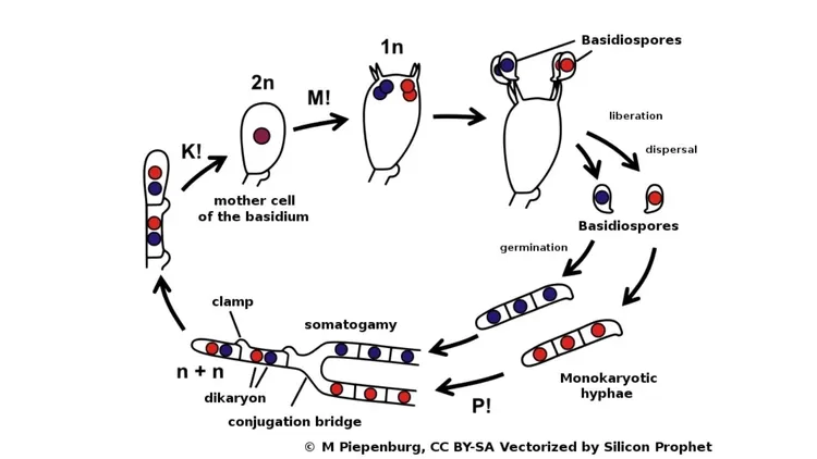 Siklus Hidup Basidiomycota