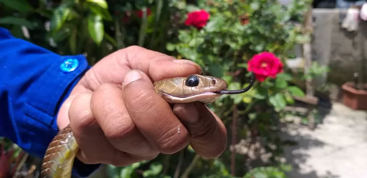 Unit Recue Diskar PB Kota Bandung evakuasi ular di Samoja