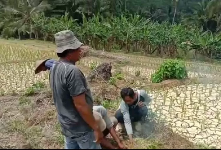 Para petani yang melakukan aksi bakar padi