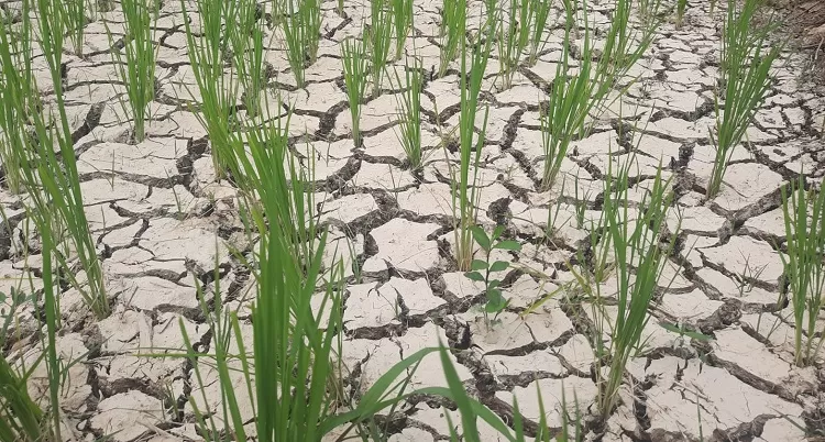 Pesawahan milik para petandi ke Kecamatan Batah yang mengalami kekeringan