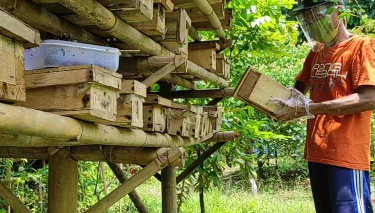 Ilustrasi foto, petani lebah madu di Rangkasbitung