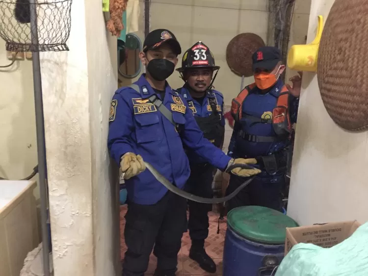 Proses evakuasi ular oleh petugas Diskar PB Kota Bandung di Komplek Pasir Pogor