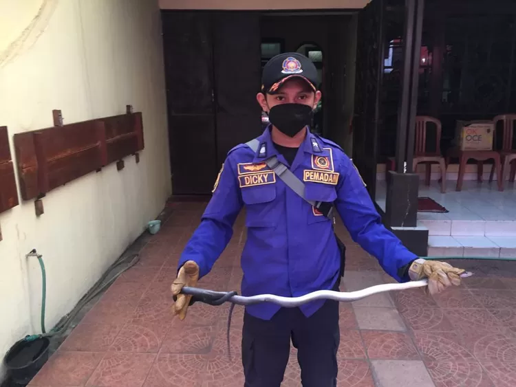 Proses evakuasi ular oleh petugas Diskar PB Kota Bandung di Komplek Pasir Pogor
