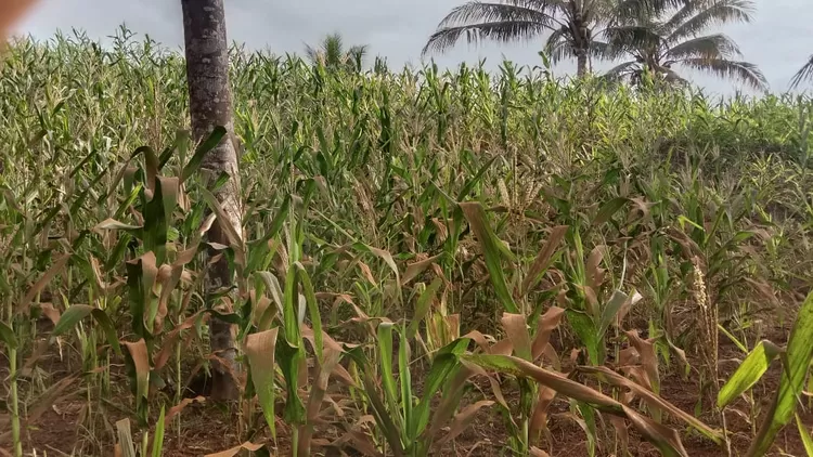 Dampak tambang PT ANI. Foto: Dales Lantapon/iNSulteng.com