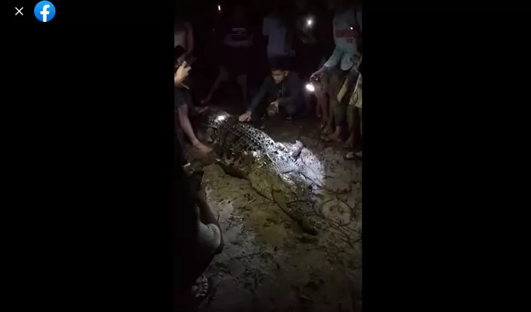 Warga tangkap Buaya di Ogoamas 1, Donggala. Fotol Tangkap Layar