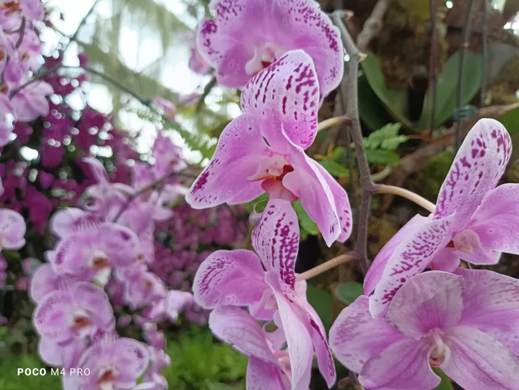 Teknik fokus dan eksposur