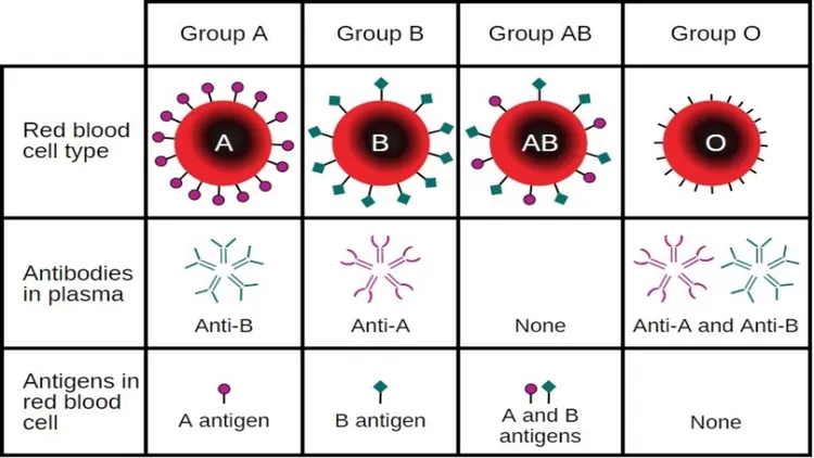Antigen dan Antibodi pada Golongan Darah