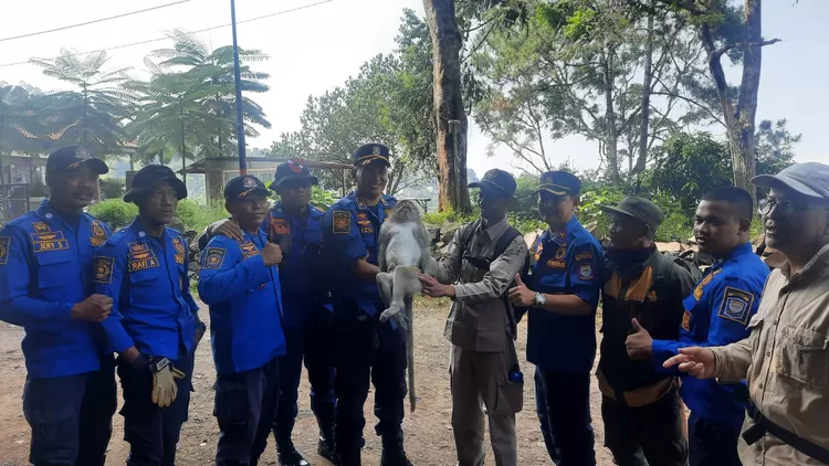 Petugas Diskar PB Kota Bandung lumpuhkan monyet liar di bank bjb dengan tembakan bius