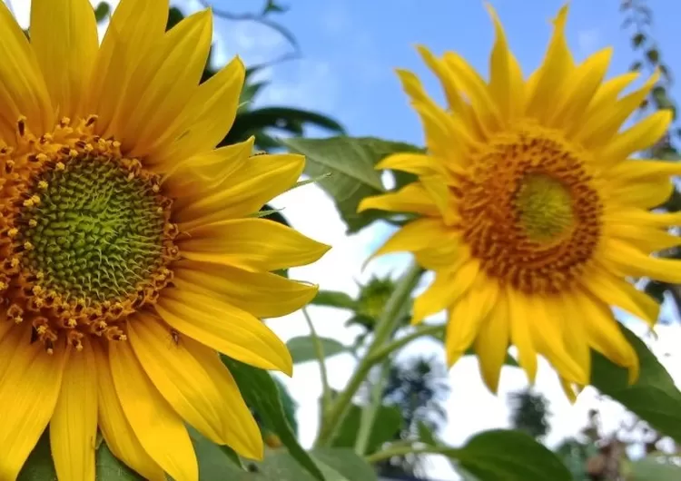 Foto Screenshot Jenis Tanaman Hias yang Mendatangkan Rezeki, Bunga Matahari
