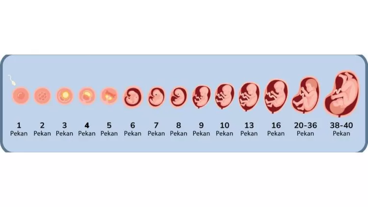 Tahap pertumbuhan janin di dalam rahim ibu