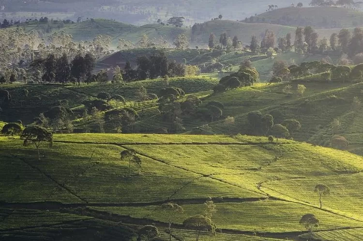 Foto Screenshot Perkebunan Teh Cukul