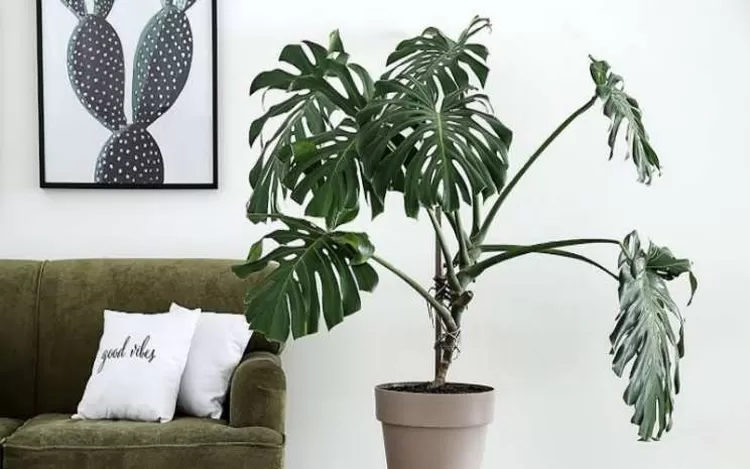 Monstera atau Janda Bolong Juga Punya Bentuk Daun yang Unik bin Estetik, Intip Cara merawatnya! 