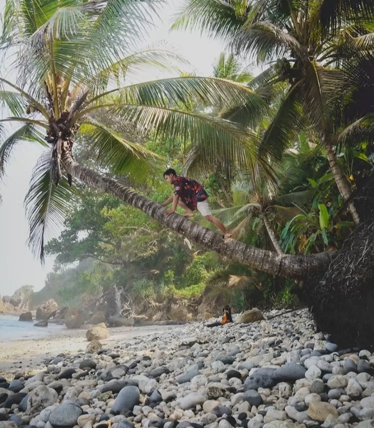 Spot kece naik pohon kelapa atau berteduh dibawahnya 
