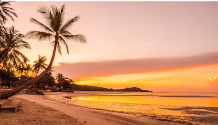 Inspirasi foto sunset di Pantai Pidakan paduan antara pohon kelapa, pantai dan sunset