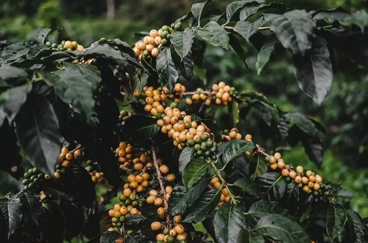 Destinasi Wisata Tematik Kopi Indonesia yang Wajib Dikunjungi, Kebun Kopi Malabar, Jawa Barat.