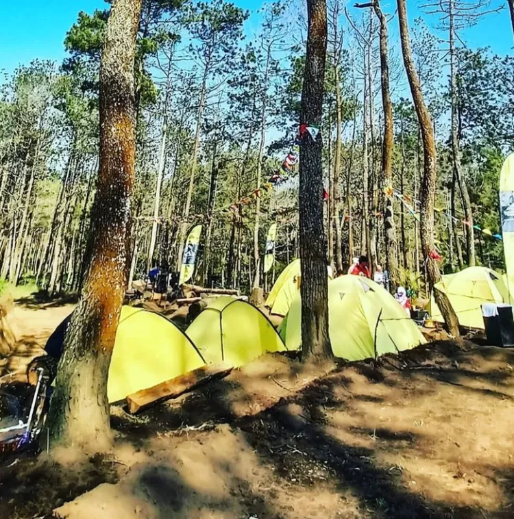 Campervan park hutan pinus Batu
