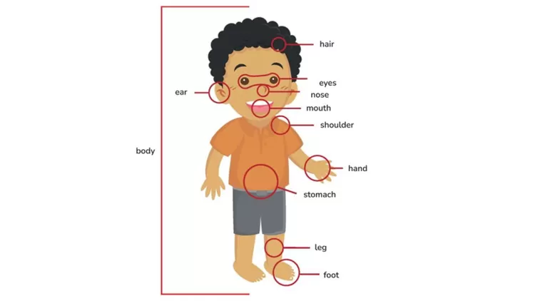 Body parts (bagian tubuh)