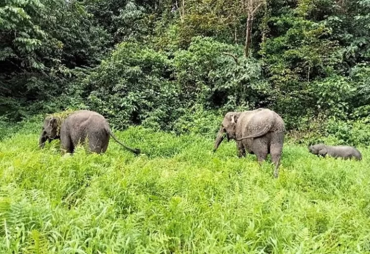 Kawanan Gajah di Hutan