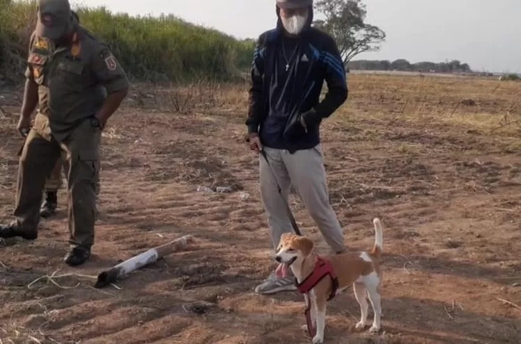 Mochi, anjing milik Iwan Budi Paulus saat ikut mencari potongan tulang. 