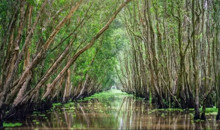 Menelusuri keindahan alam destinasi wisata hutan mangrove di Desa Busung Pulau Bintan.