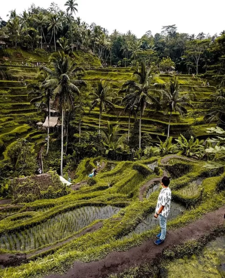 Suasana saat musim hujan di Ubud Bali, destinasi wisata alam di Indonesia.