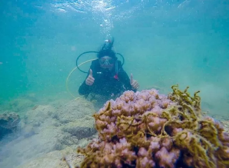 aya tarik Pulau Randayan di Singkawang Kalimantan Barat salah satunya adalah kaya akan keindahan alam bawah laut