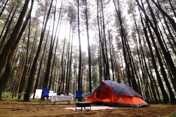  Kemping di hutan pohon pinus yang sejuk serta keindahan alam di Gunung Pancar