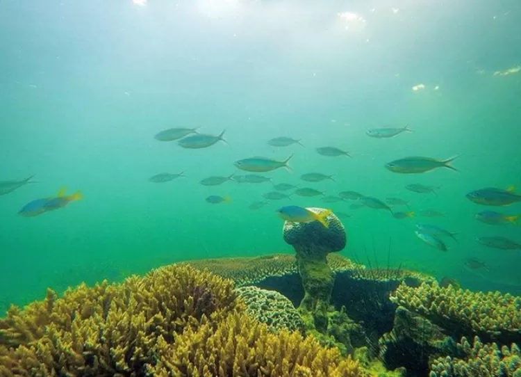Salah satu spot kece di destinasi wisata alam Pulau Randayan Singkawang Kalimantan Barat adalah spot alam bawah lautnya.