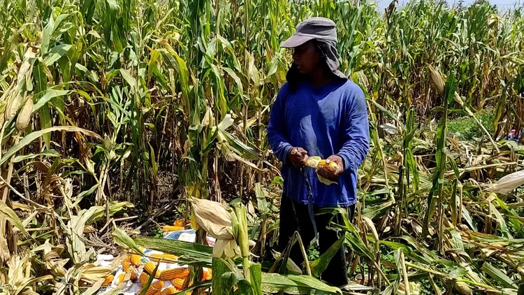  Petani memanen jagung meski bukan panen raya tetapi harga turun