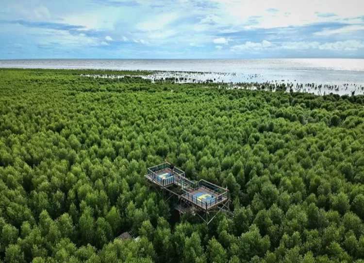 Hutan Mangrove Pagatan Besar adalah urutan ketiga destinasi wisata alam favorit di Banjarmasin part 3
