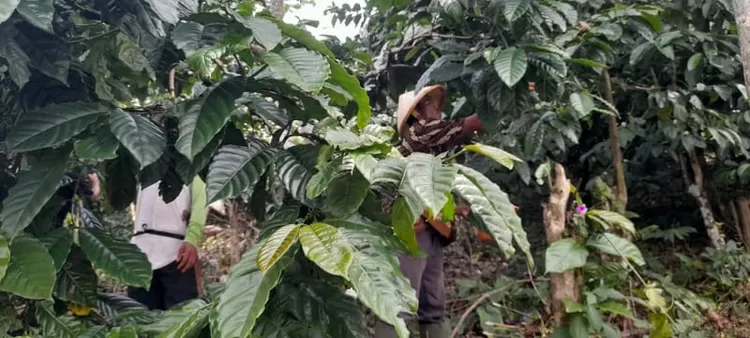 Petani kopi  di  Desa Sirnajaya, Kabupaten Bogor, sedang memanen  kebunnya. Sabtu (1/10/2022).