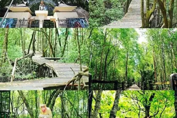 Keindahan Kawasan Hutan Mangrove
