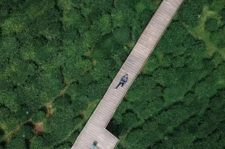 Kebun Teh Tambi, Wonosobo, Jawa Tengah