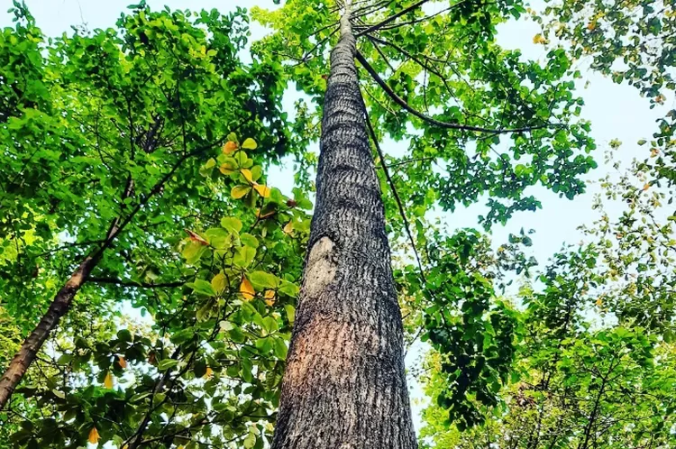 Hutan Kota Bina Bangsa, destinasi wisata alam di Bekasi yang cocok untuk healing