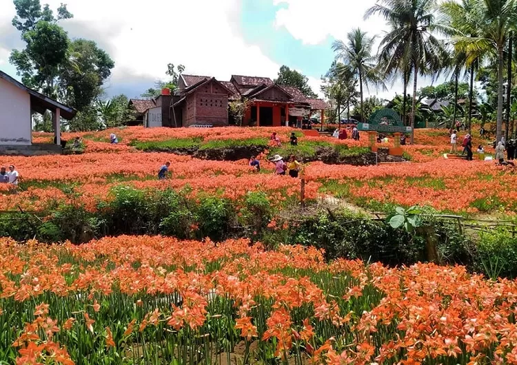 Taman Bunga Amarylis