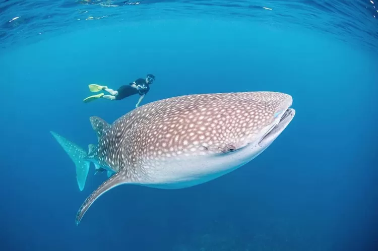 Pulau Derawan