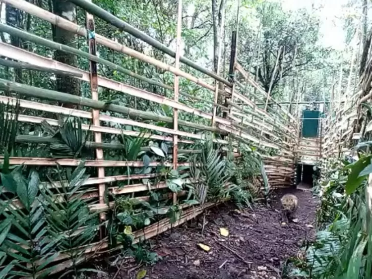 Purbaya, macan tutul Jawa dilepasliarkan di kawasan Taman Wisata Alam Kawah Kamojang