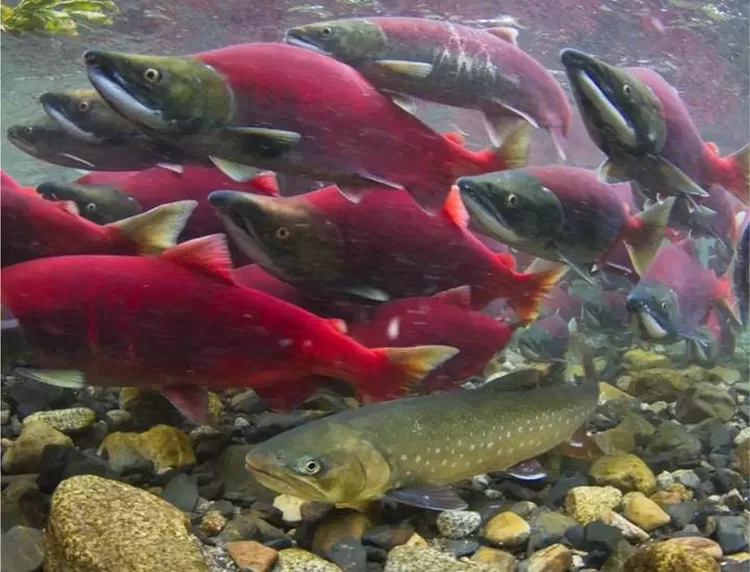 Salah satu ikan yang diperbolehkan dikonsumsi pengidam asam urat adalah ikan salmon.