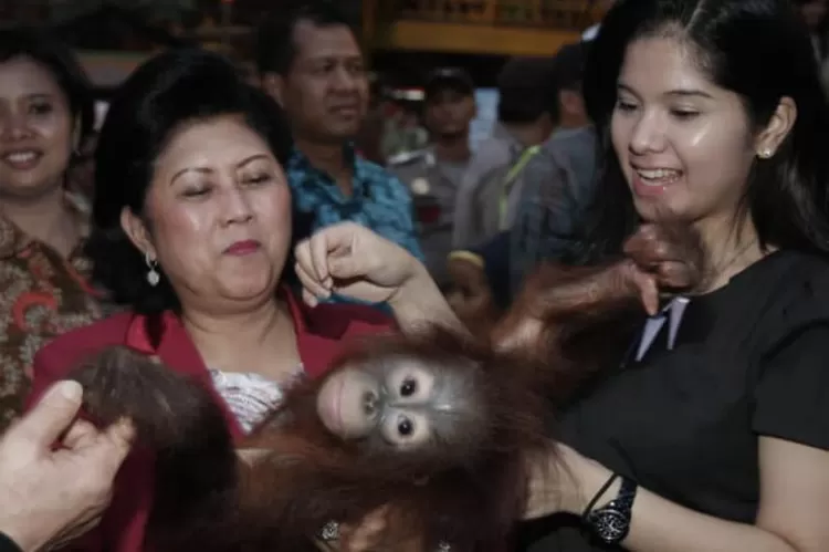 Momen mendiang ibu Ani Yudhoyono turut menggendong bayi orangutan