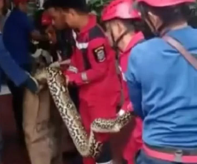 Ular berhasil dievakuasi petugas Damkar.