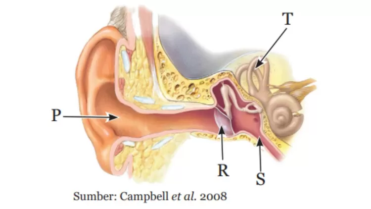 Gambar Soal No. 1 - Struktur Telinga