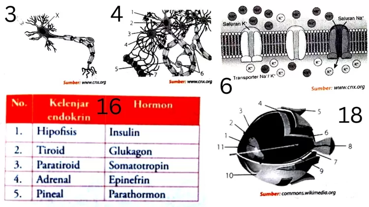 Gambar soal nomor 3, 4, 6, 16, 18 Biologi kelas 11 Bab Sistem Koordinasi