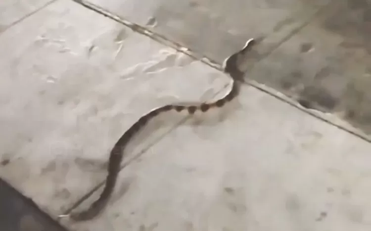 Penampakan ular weling di trotoar Margonda, Depok