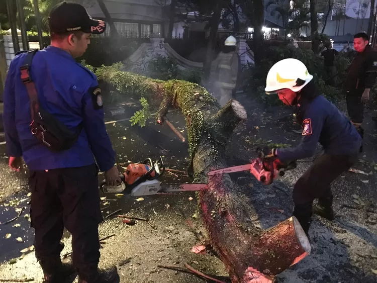 Sebuah pohon tumbang di Jalan Westhoff No 1, Kelurahan Pasir Kaliki, Kecamatan Cicendo, usai hujan deras guyur Kota Bandung