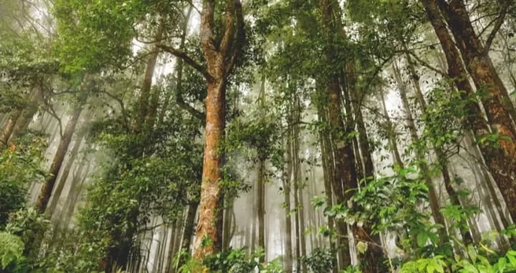 Indonesia memiliki  kekayaan alam  berupa hutan  yang luas.
