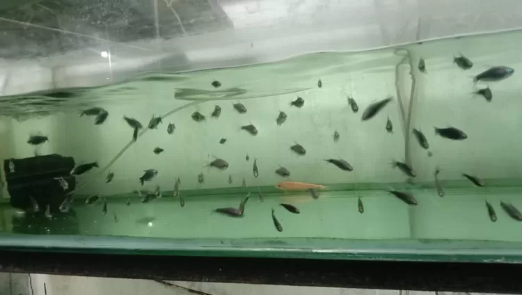 Hasil buidaya ikan hias milik Petani Milenial Asep Suryana. DOK.PRIBADI