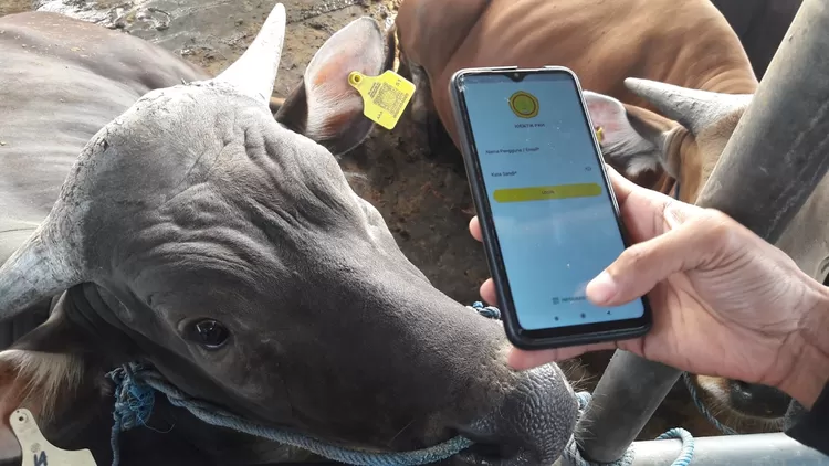 Barcode untuk memeriksa kesehatan hewan kurban di Mal Hewan Kurban Haji Doni